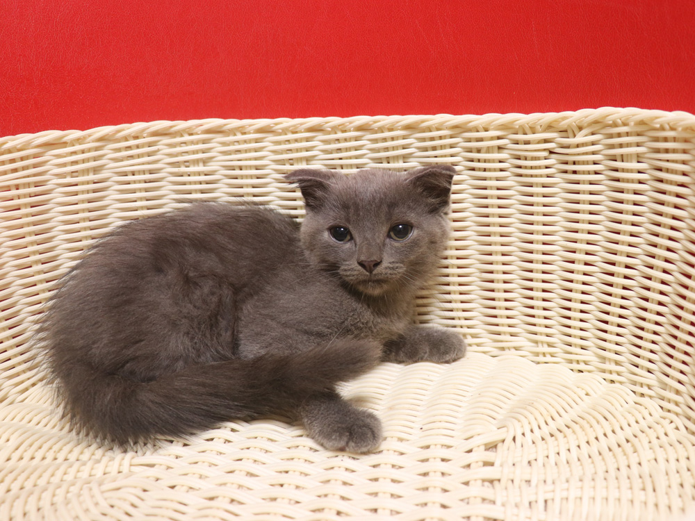 スコティッシュフォールドの子猫画像