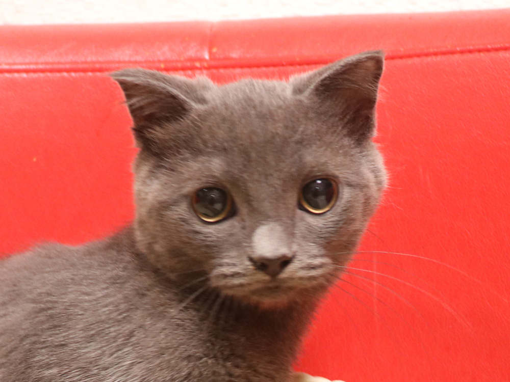スコティッシュフォールドの子猫画像