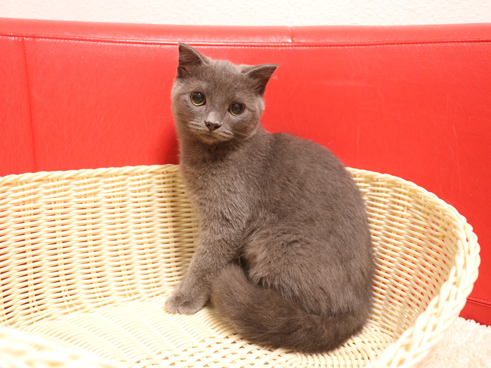 スコティッシュフォールドの子猫画像
