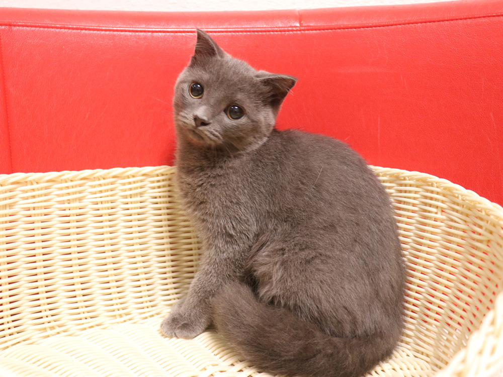 スコティッシュフォールドの子猫画像