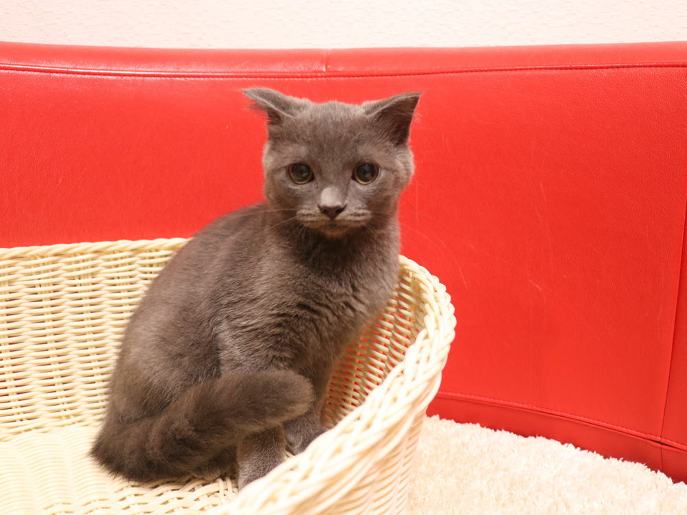 スコティッシュフォールドの子猫画像