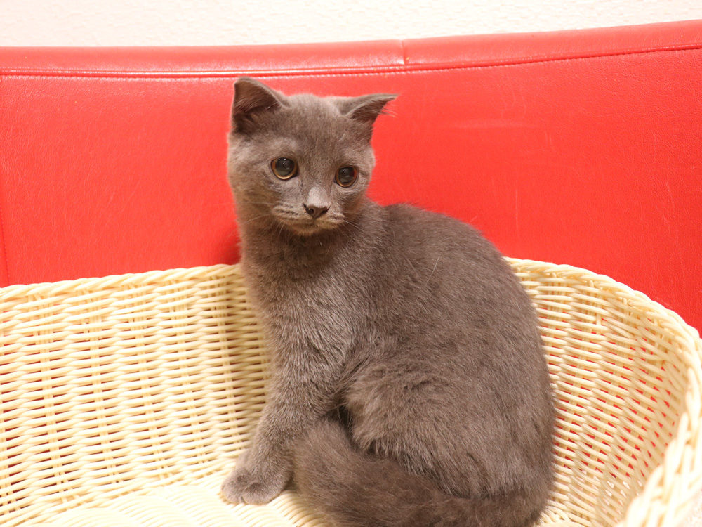 スコティッシュフォールドの子猫画像