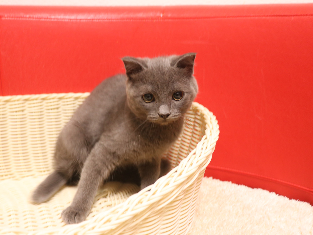 スコティッシュフォールドの子猫画像