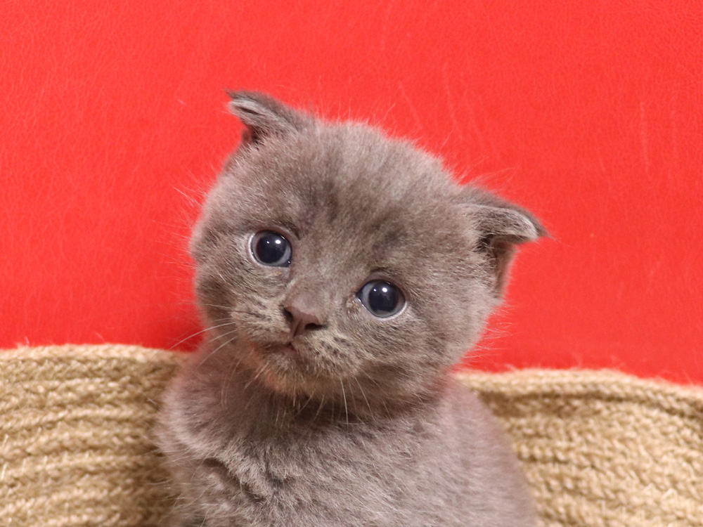 スコティッシュフォールドの子猫画像