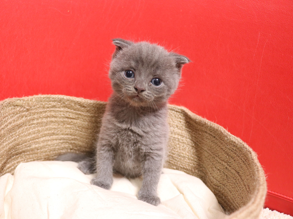 スコティッシュフォールドの子猫画像
