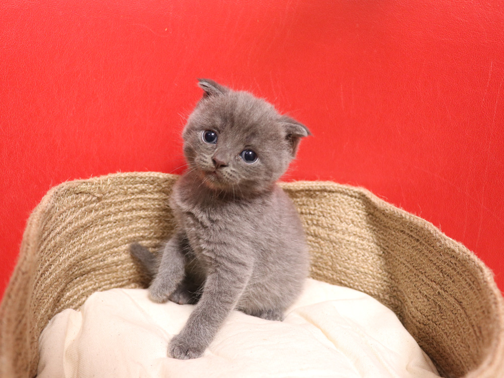 スコティッシュフォールドの子猫画像