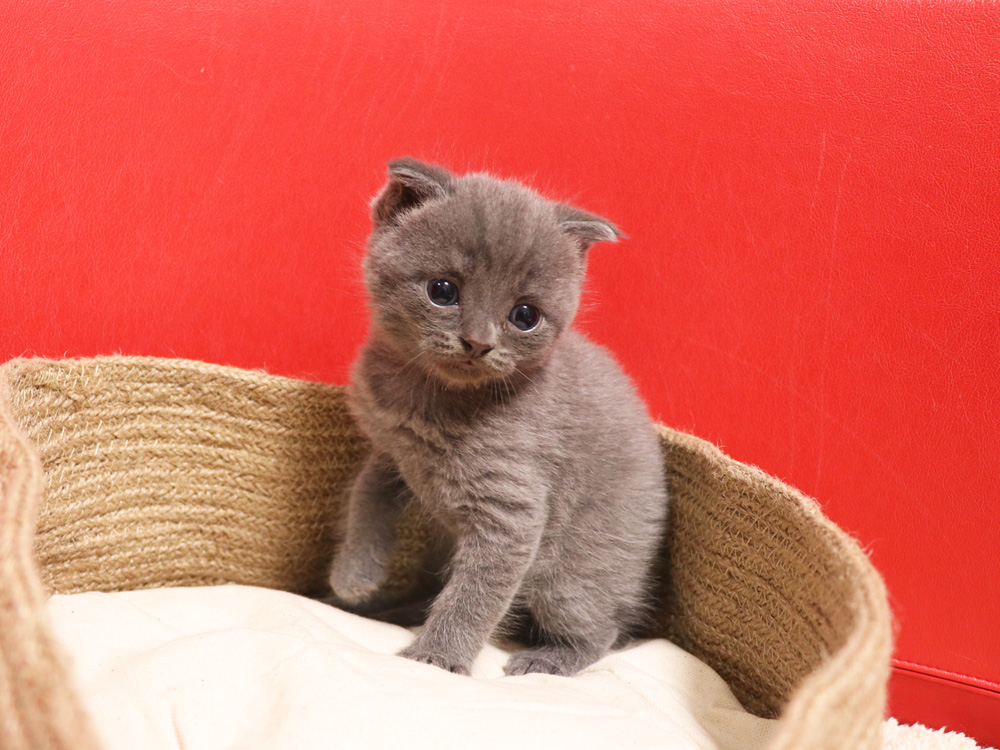 スコティッシュフォールドの子猫画像