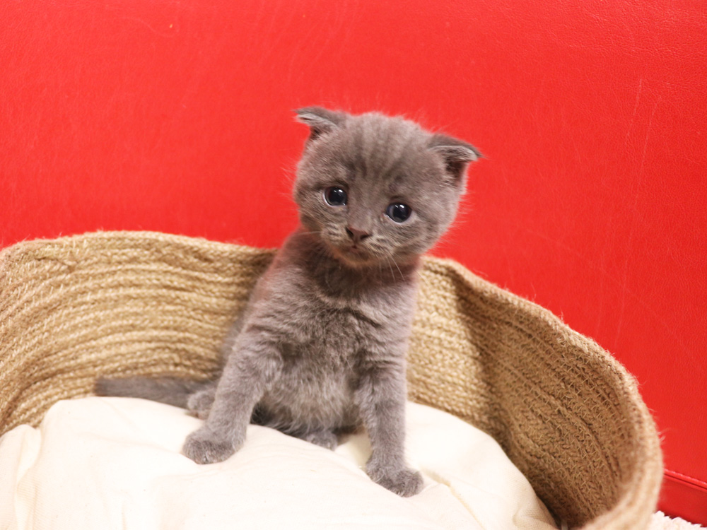 スコティッシュフォールドの子猫画像
