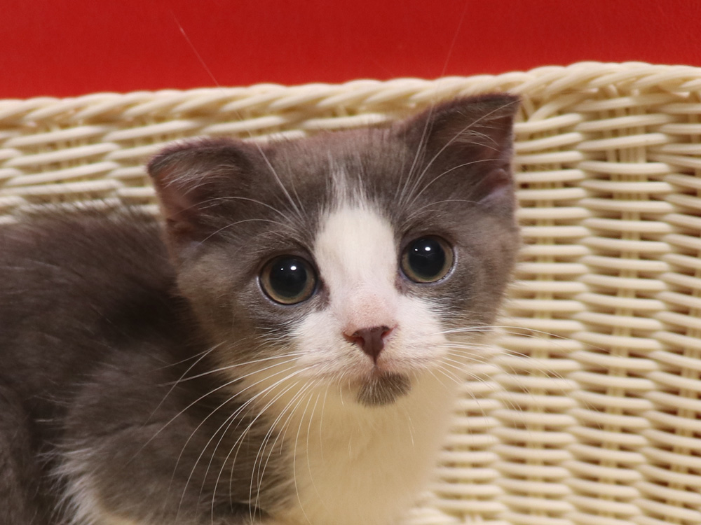 スコティッシュフォールドの子猫画像