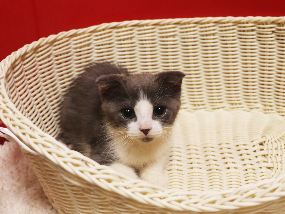 スコティッシュフォールドの子猫画像