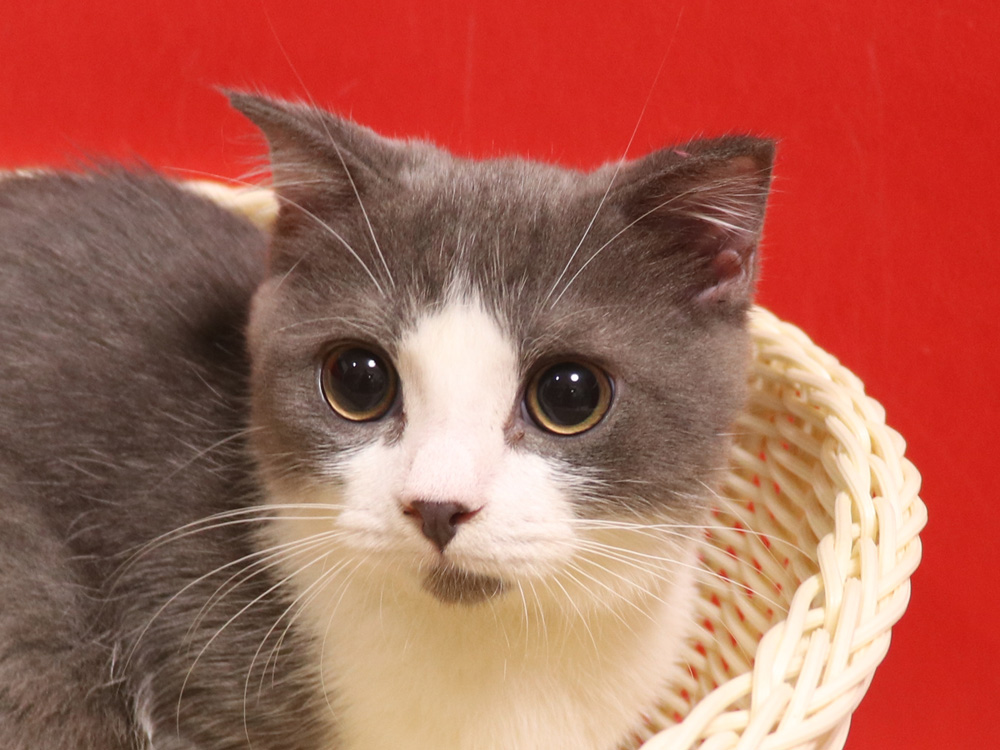 スコティッシュフォールドの子猫画像