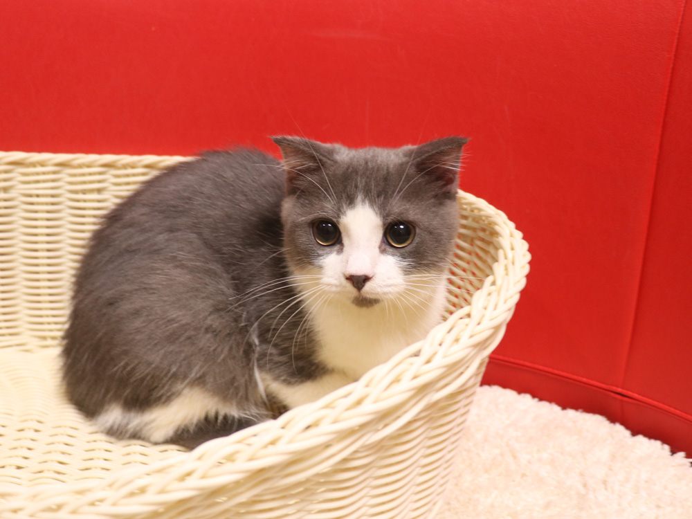 スコティッシュフォールドの子猫画像