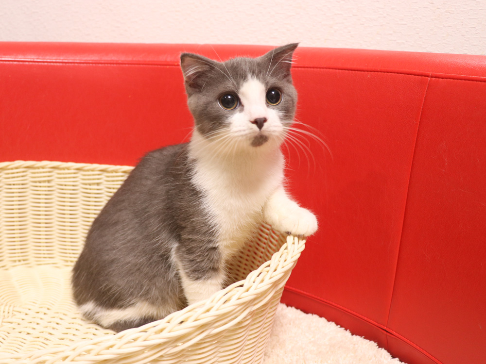 スコティッシュフォールドの子猫画像