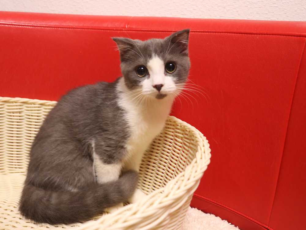 スコティッシュフォールドの子猫画像