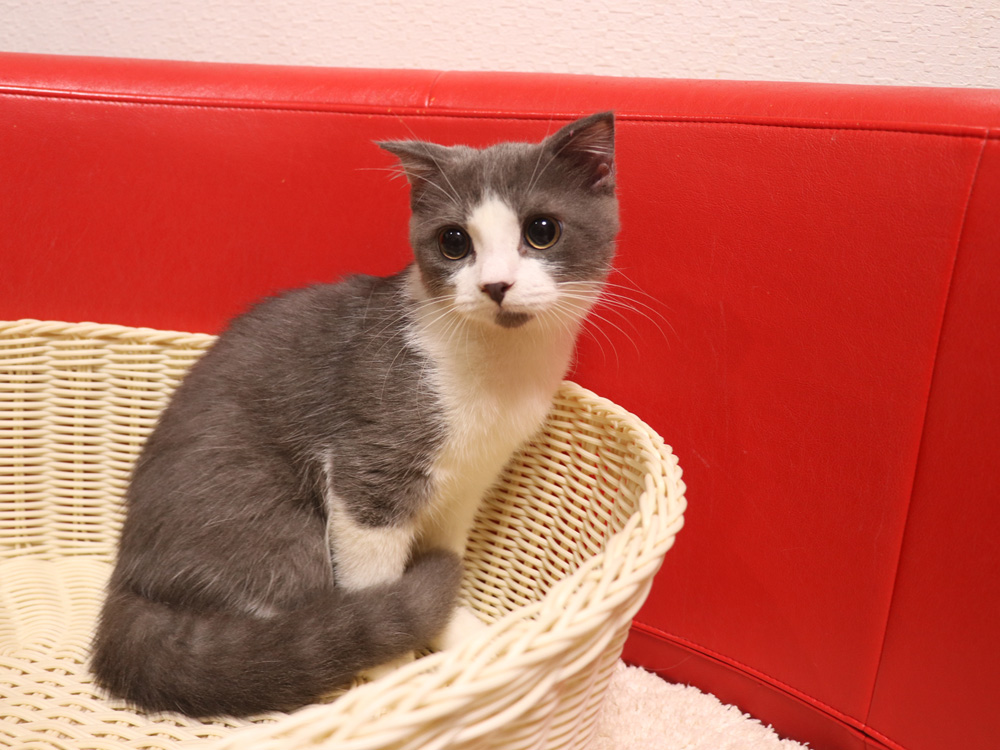スコティッシュフォールドの子猫画像