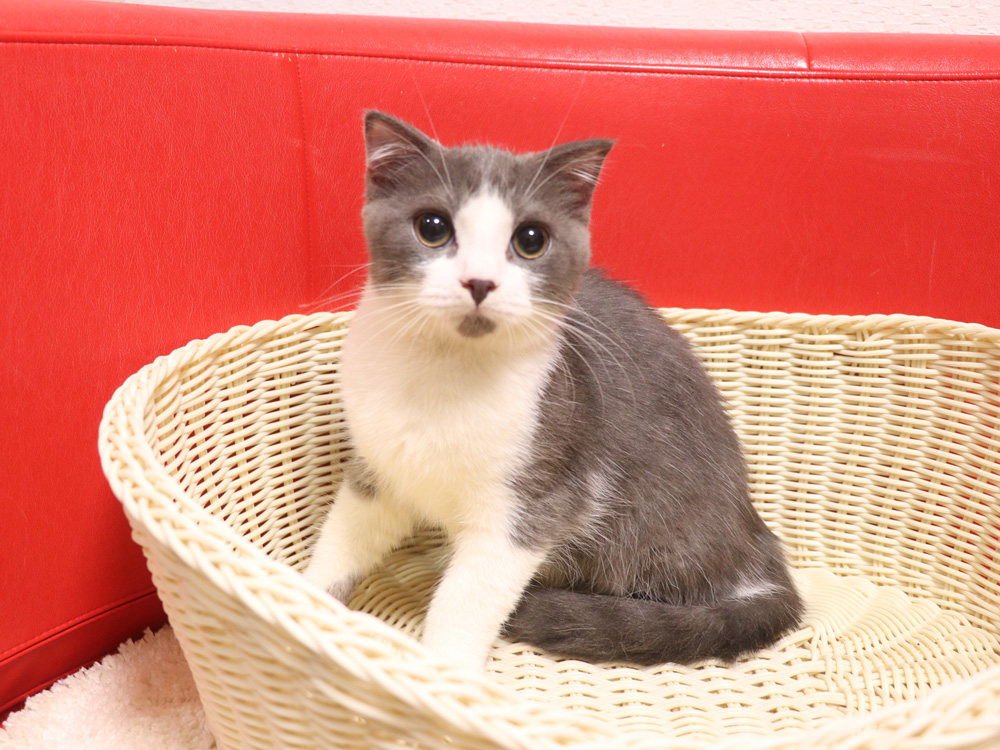 スコティッシュフォールドの子猫画像