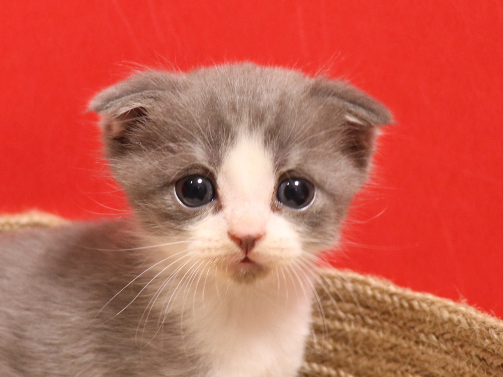 スコティッシュフォールドの子猫画像