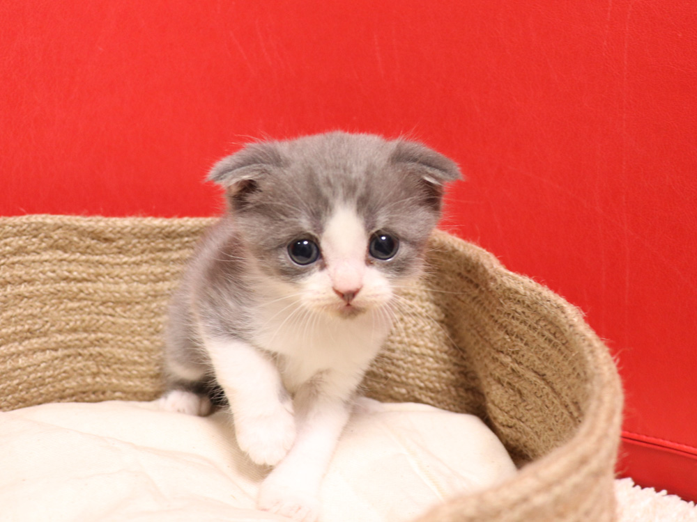 スコティッシュフォールドの子猫画像