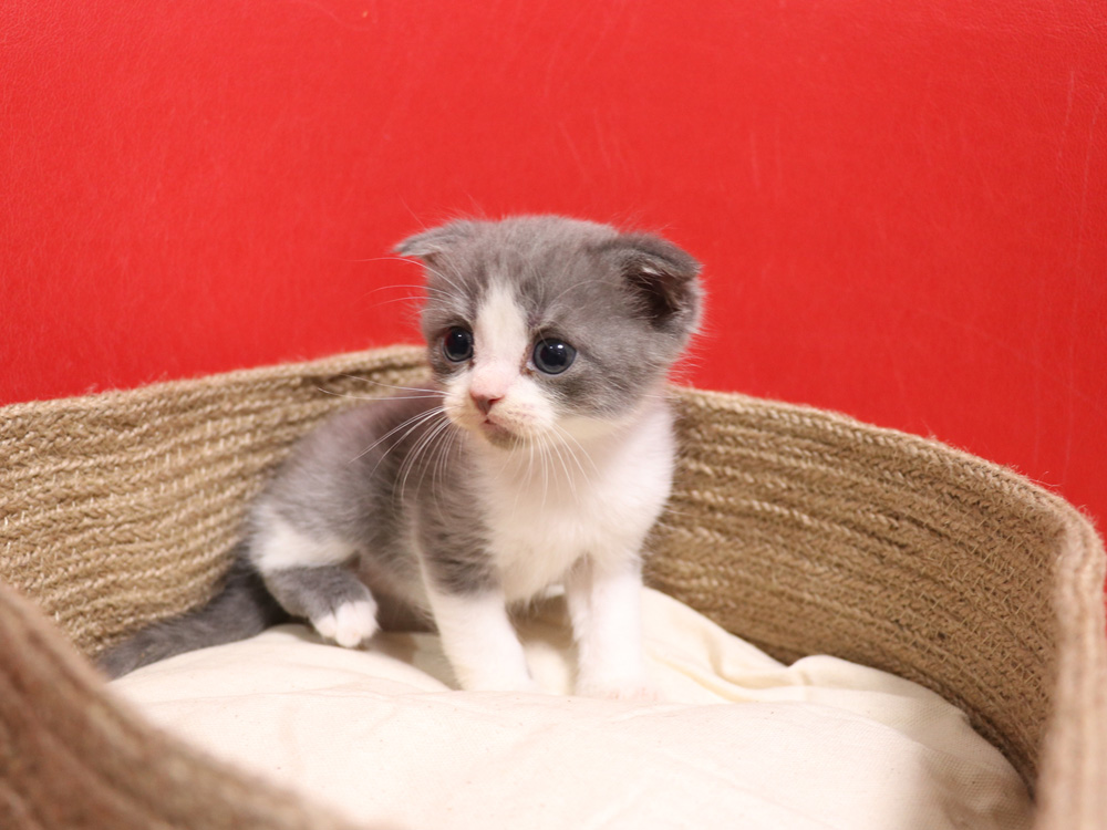 スコティッシュフォールドの子猫画像
