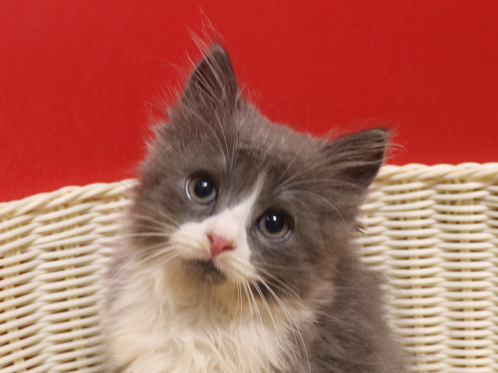 スコティッシュフォールドの子猫画像