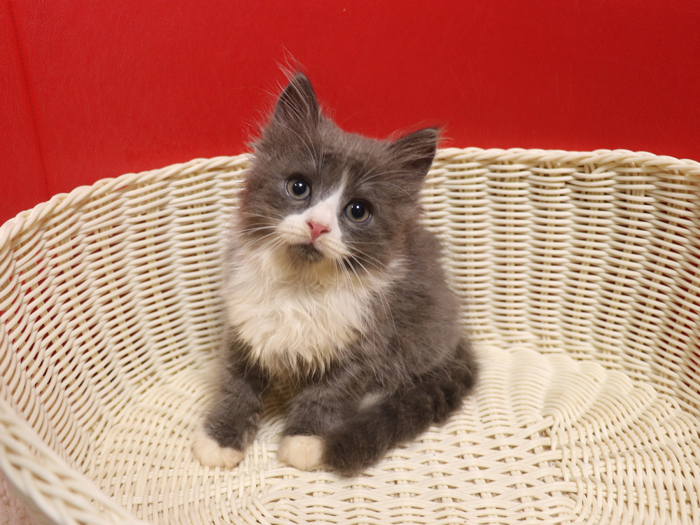 スコティッシュフォールドの子猫画像