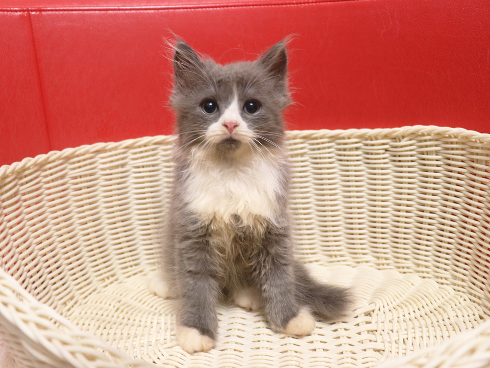 スコティッシュフォールドの子猫画像