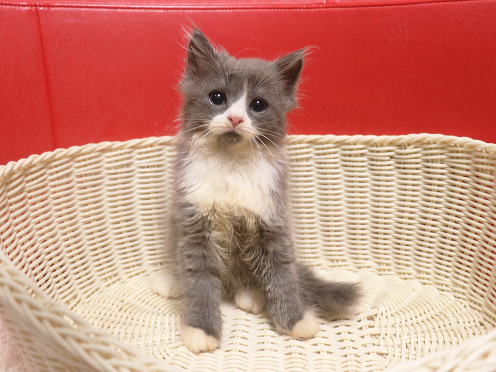 スコティッシュフォールドの子猫画像