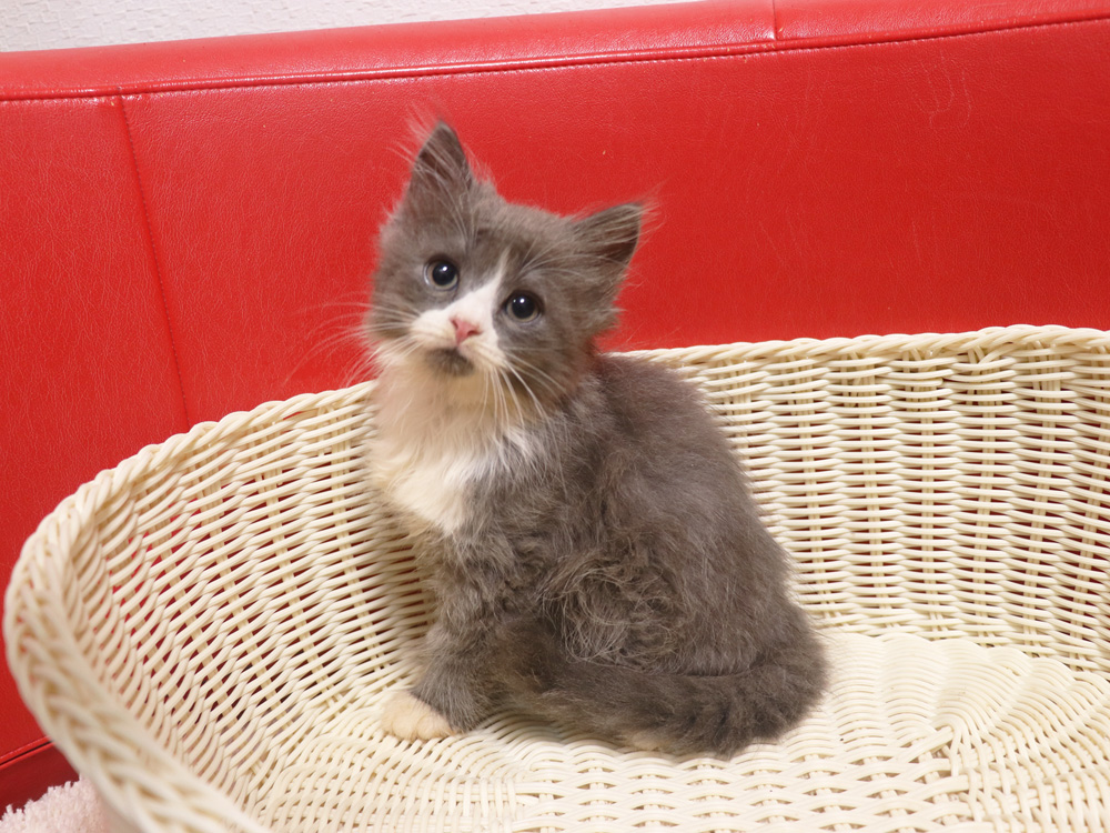 スコティッシュフォールドの子猫画像