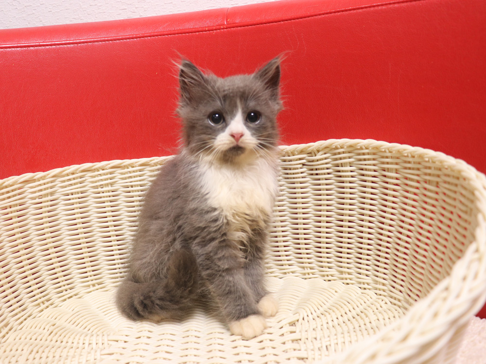 スコティッシュフォールドの子猫画像