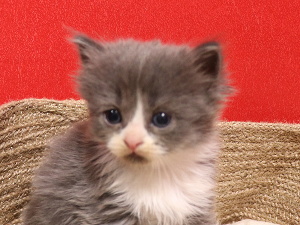 スコティッシュフォールドの子猫画像