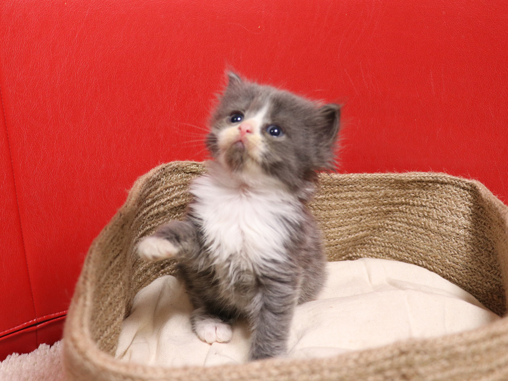 スコティッシュフォールドの子猫画像