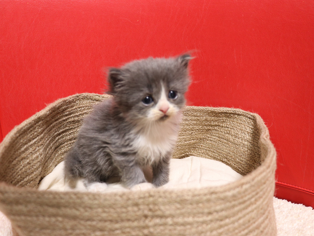 スコティッシュフォールドの子猫画像