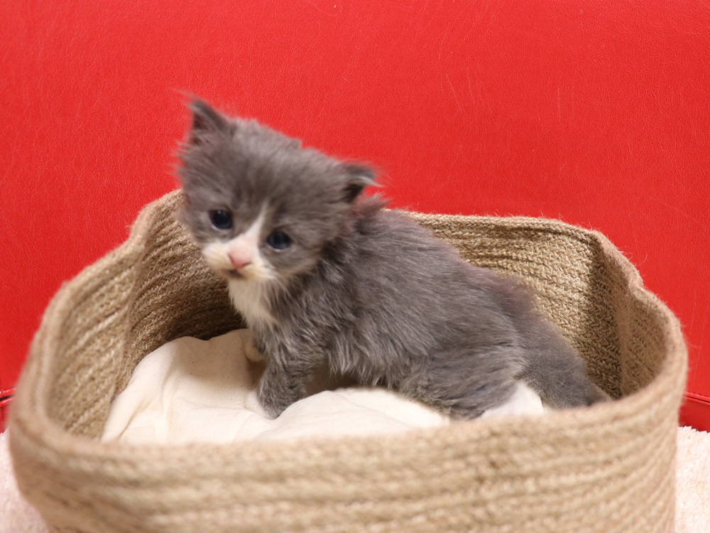 スコティッシュフォールドの子猫画像
