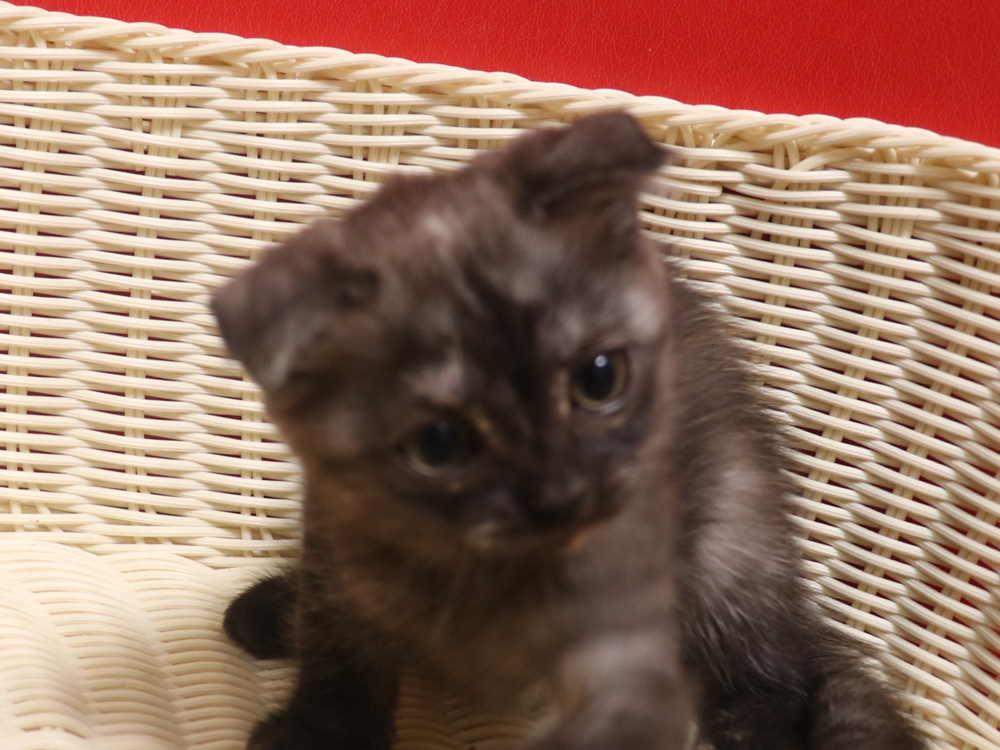 スコティッシュフォールドの子猫画像