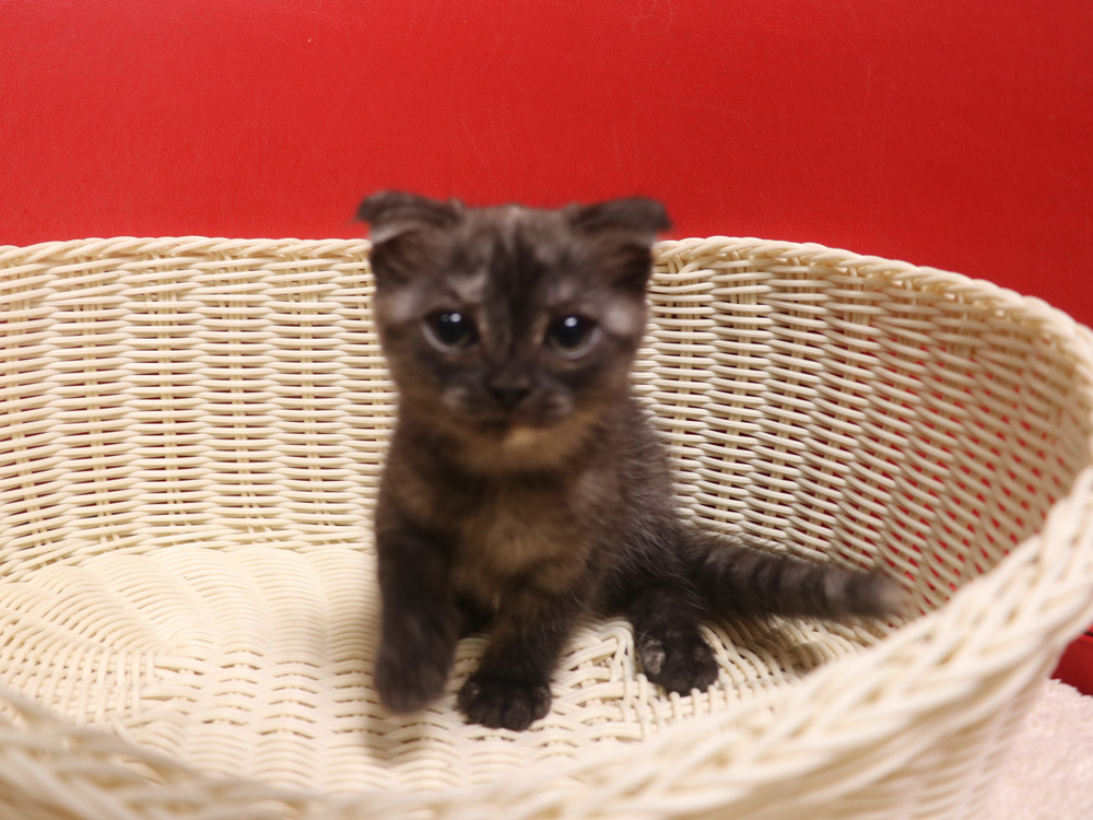 スコティッシュフォールドの子猫画像
