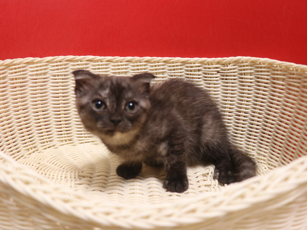 スコティッシュフォールドの子猫画像