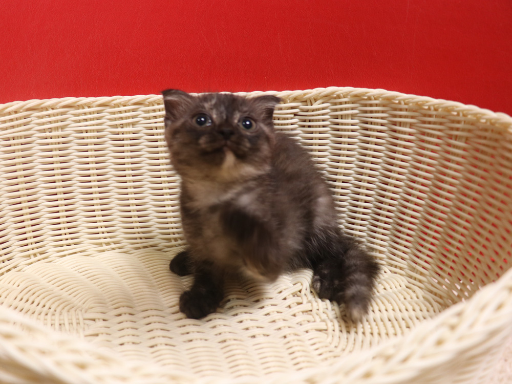 スコティッシュフォールドの子猫画像