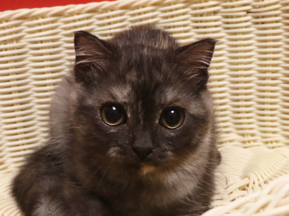 スコティッシュフォールドの子猫画像