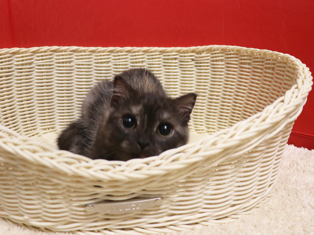 スコティッシュフォールドの子猫画像