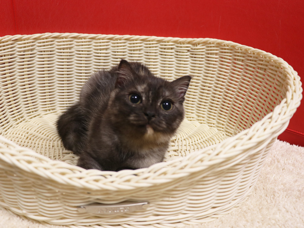 スコティッシュフォールドの子猫画像