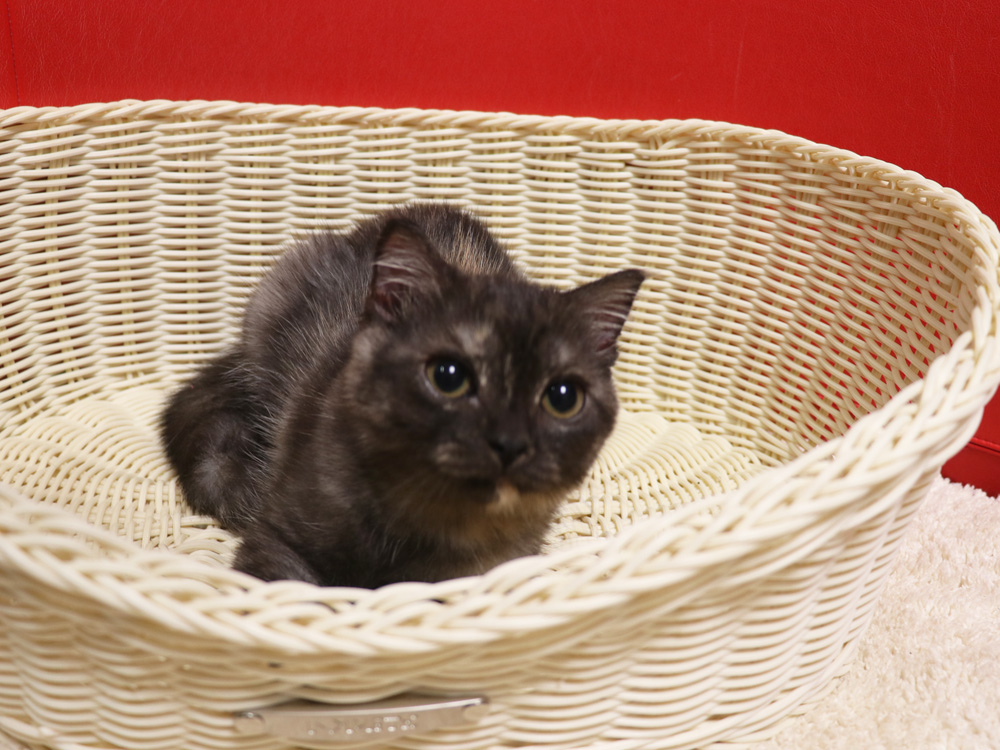 スコティッシュフォールドの子猫画像