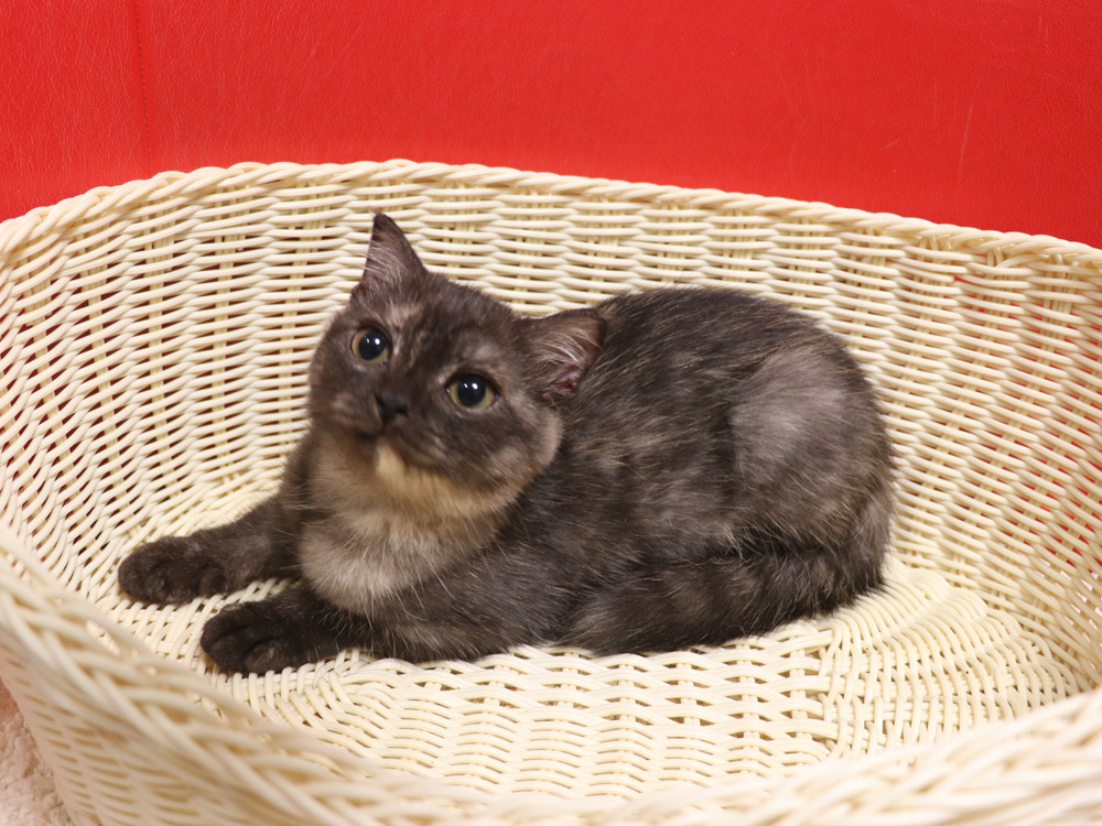 スコティッシュフォールドの子猫画像