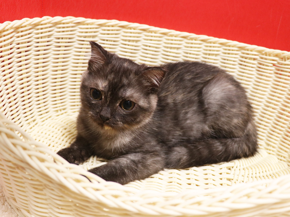 スコティッシュフォールドの子猫画像