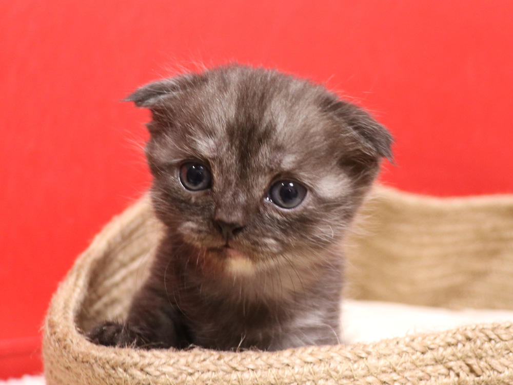 スコティッシュフォールドの子猫画像