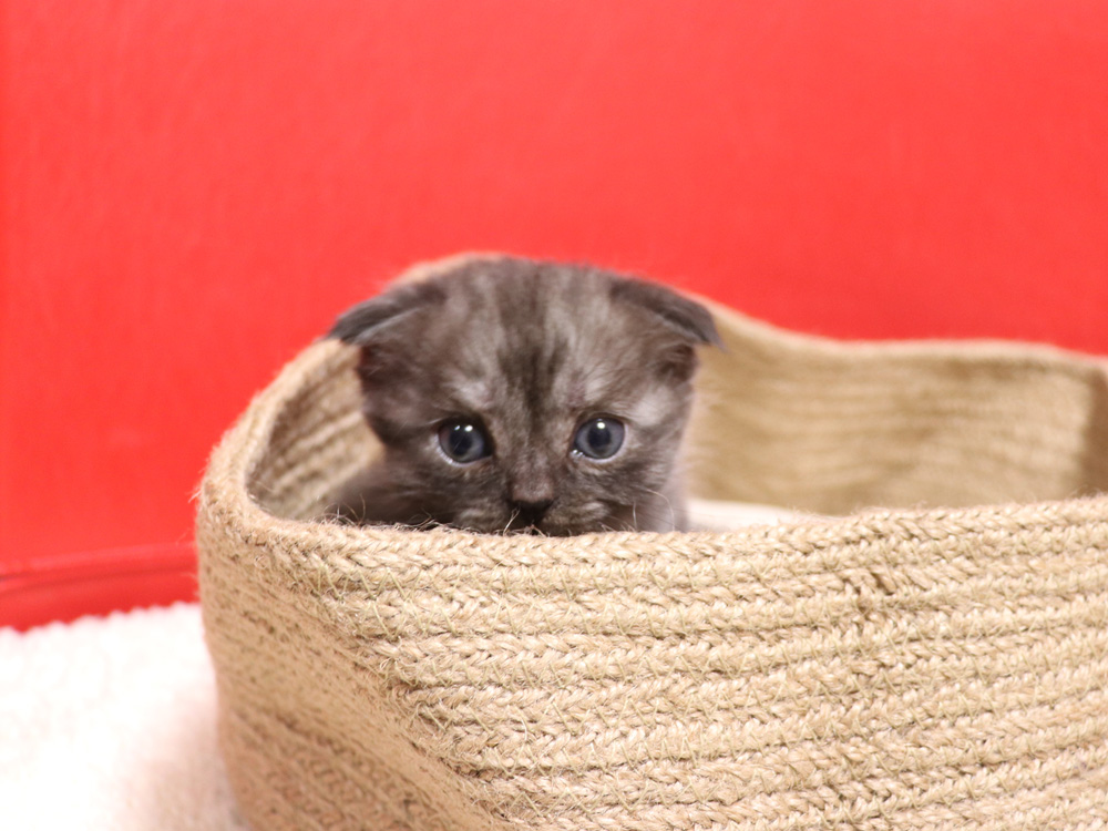スコティッシュフォールドの子猫画像
