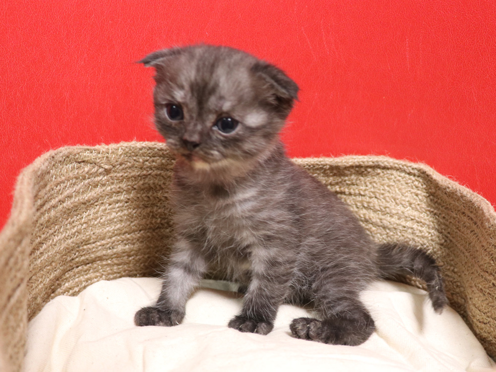 スコティッシュフォールドの子猫画像