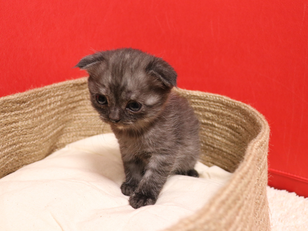 スコティッシュフォールドの子猫画像