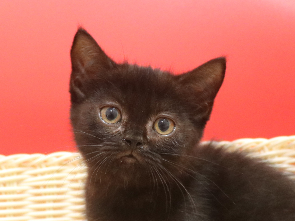 スコティッシュフォールドの子猫画像