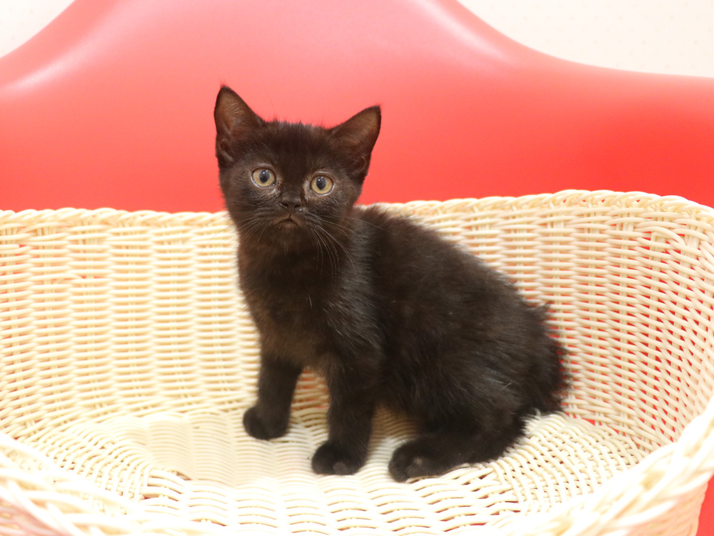スコティッシュフォールドの子猫画像