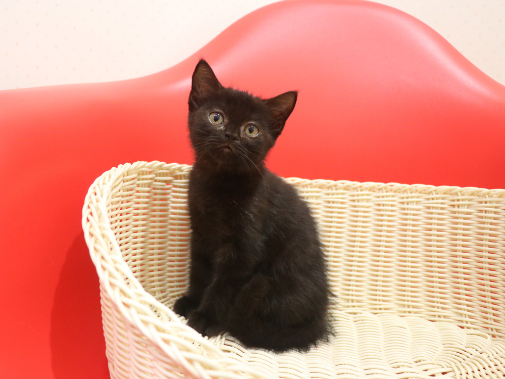 スコティッシュフォールドの子猫画像